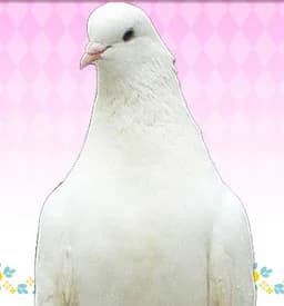 坂咲 優夜