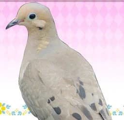 藤代 嘆