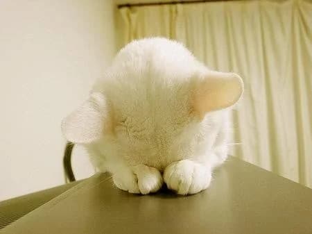 薛定谔的猫